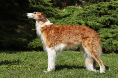 CH.Flying Saphira Mischenka